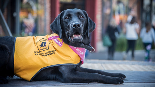 Perro Rol En el Día Nacional del Perro, el rol fundamental de los canes – Juvenia ...